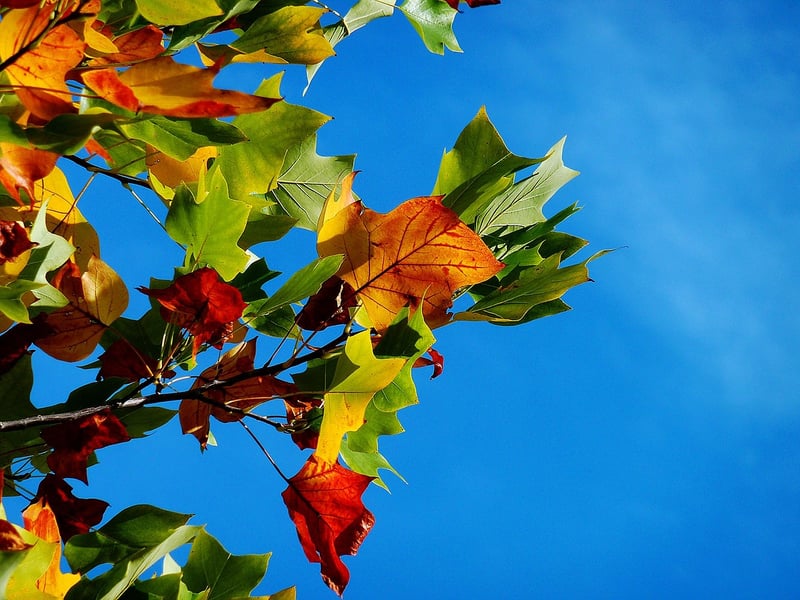 Rustling Leaves
